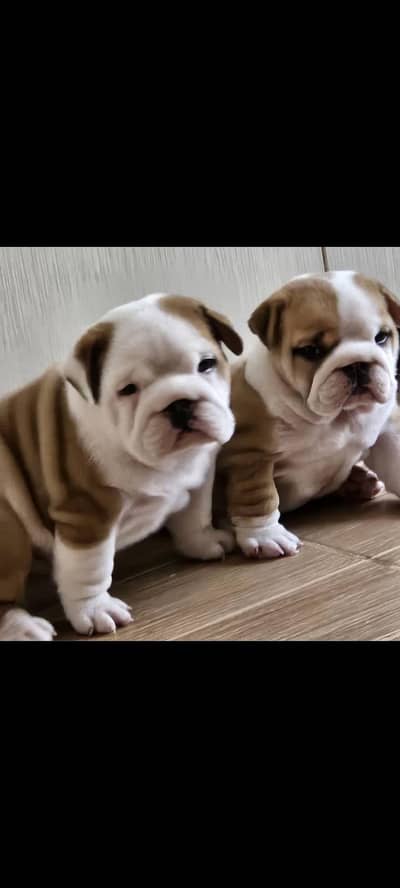 IMPORTED BRITISH BULLDOG PUPPIES AVAILABLE FOR SALE