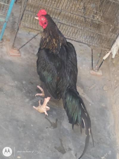 pure Kala maska