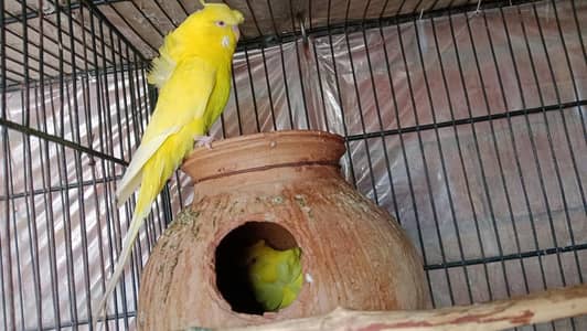red eyes hogo pair forsale
