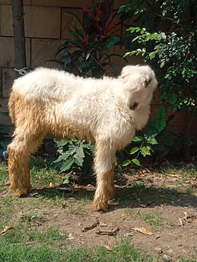 PURE Quality MUNDRA PAIR MALE FEMALE