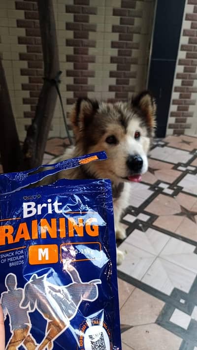 Alkasan Malamute female puppy double coat available