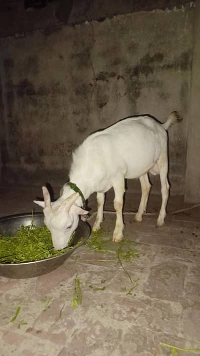Teddy Goat