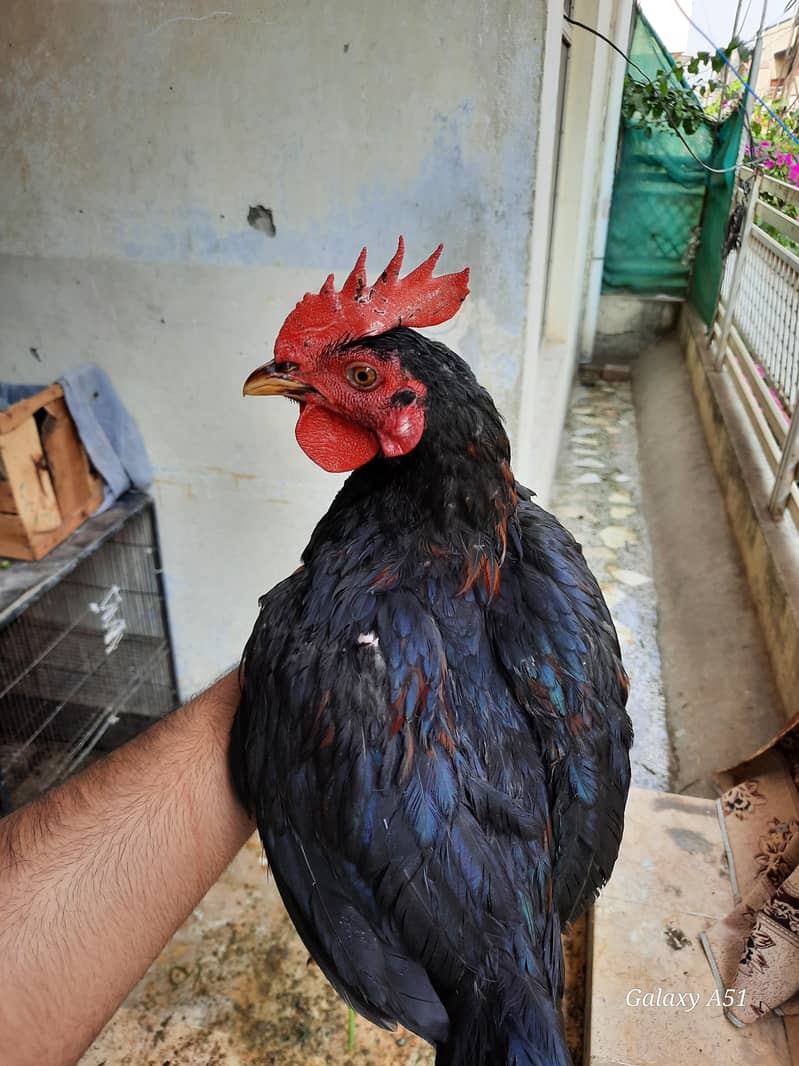 desi murga 1