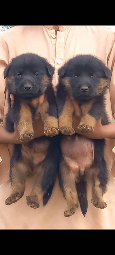 German Shepherd puppies for sale