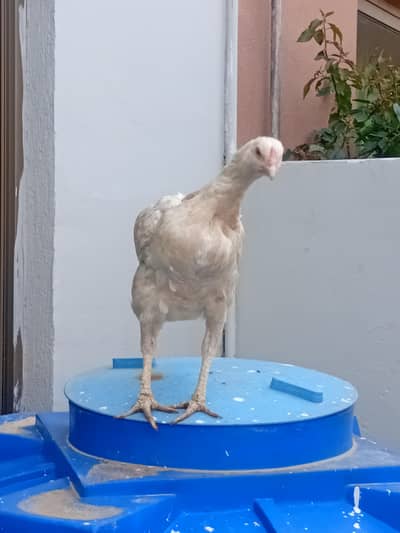 high quality aseel hens