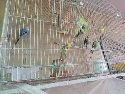 parrot for Sale