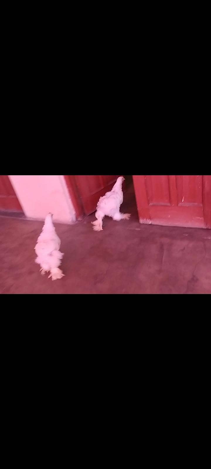 white buff 1