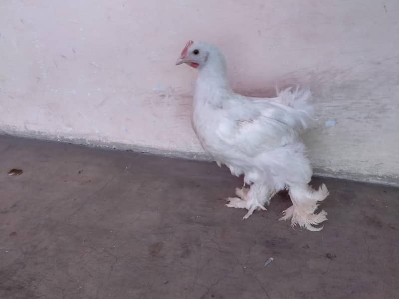 white buff 3