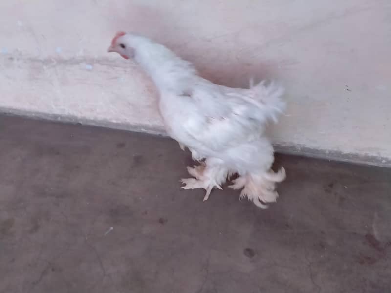 white buff 4