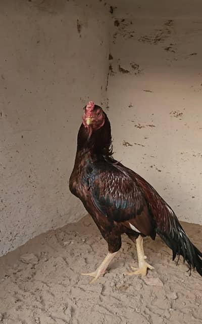 aseel peela murga