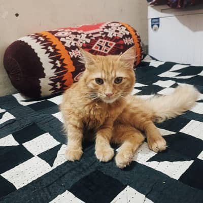 cat for sale