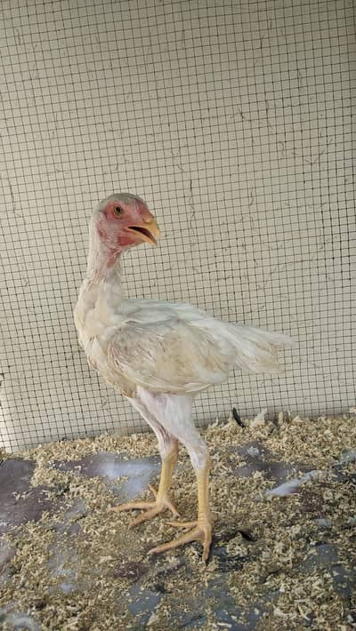 Pure German White Shamo pathi for sale