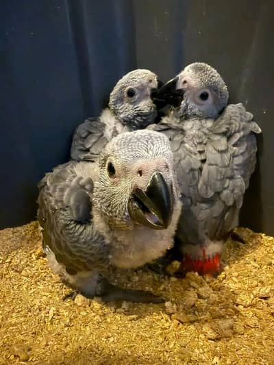 African grey parrot chicks for sale 03215248765