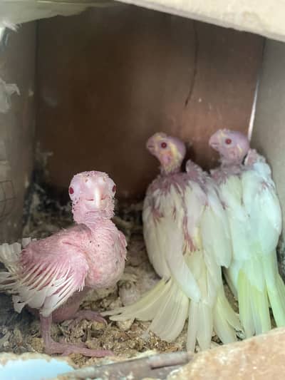 Cocktail Chicks for Sale