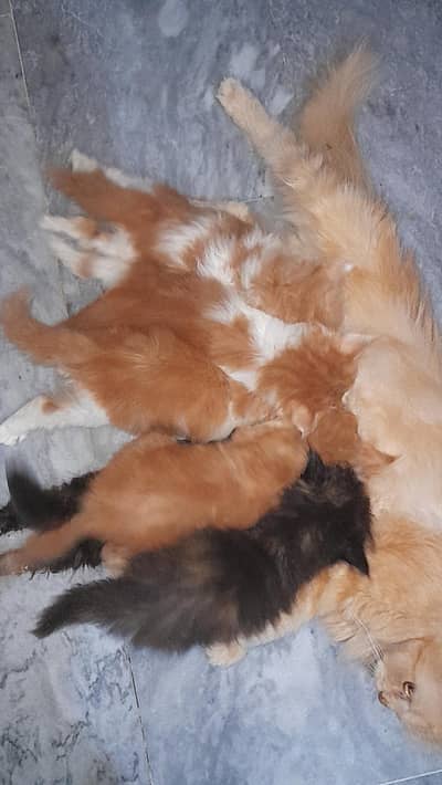 8 persian kittens available for sale