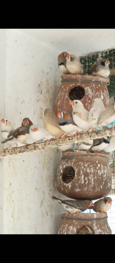 Zebra Finch for sale