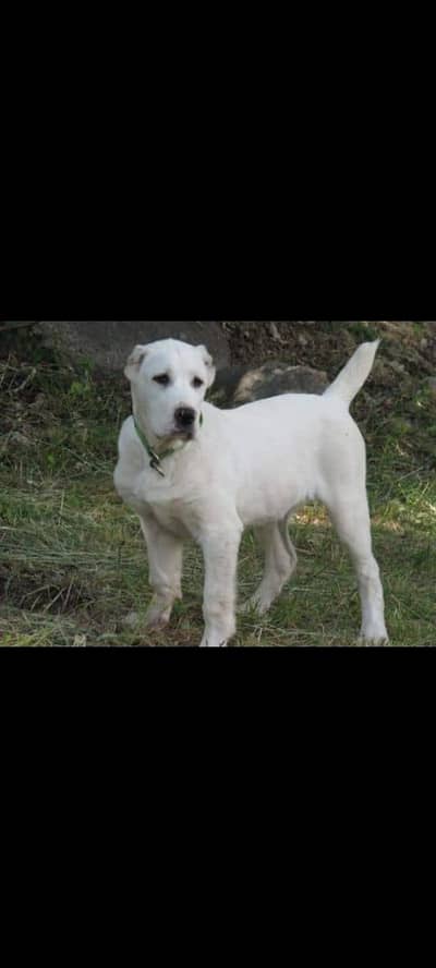 IMPORTED ALABAI PUPPIES AVAILABLE FOR BOOKING