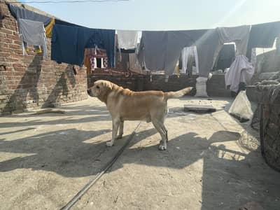 Labrador male available for stud only not for sale croos ka leya ha