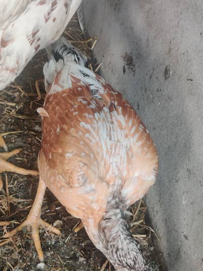 Aseel / Shamo Cross Birds For Sale – Lahore