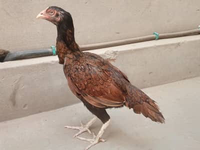Mianwali aseel murghi urgent for sale 03052593845