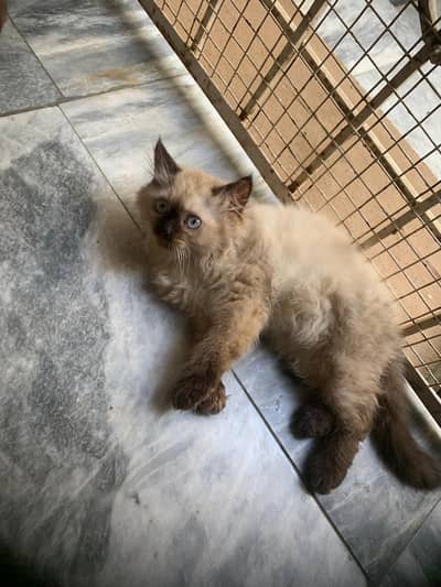 pure hamalayan kitten pair for sale