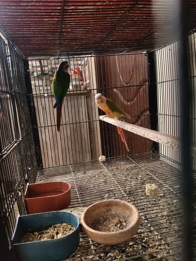 conour pair  and Eno cocktail pair