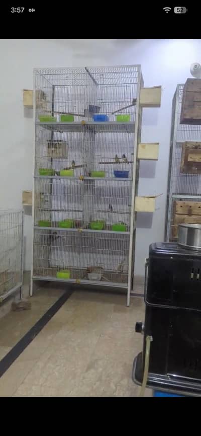 cages pinjre for lovebirds cocktail conore