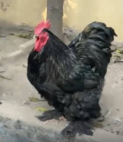 4 egg laying pairs of buff cochin available blue,black and white