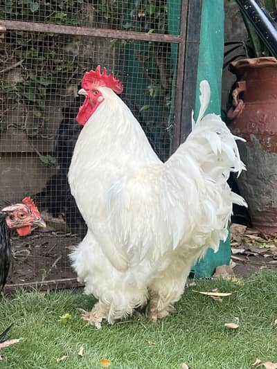 White buff breeder pair young healthy egg laying