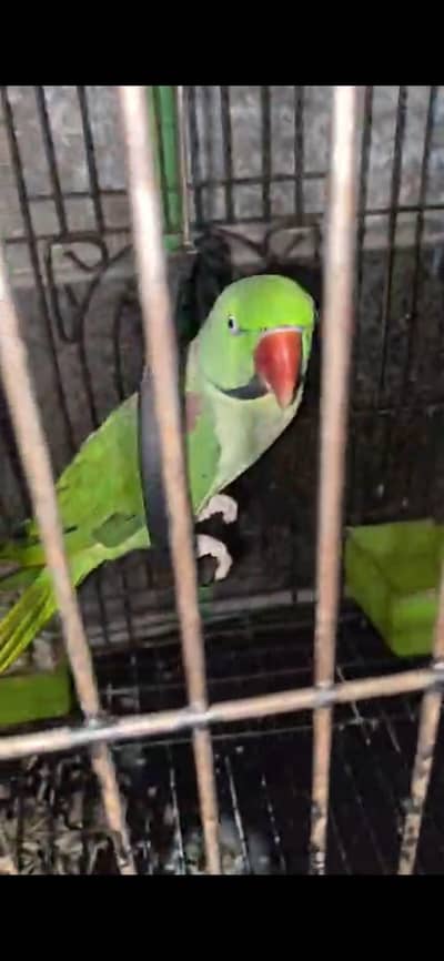 Raw male for sale Bolta ha hand tamed tha