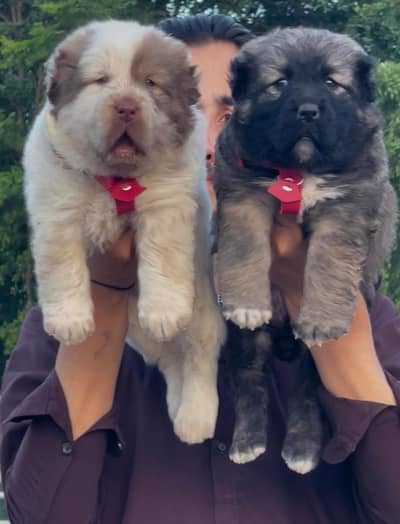 Afghan Kuchi pair | security dog | Afghan Kuchi puppies for sale