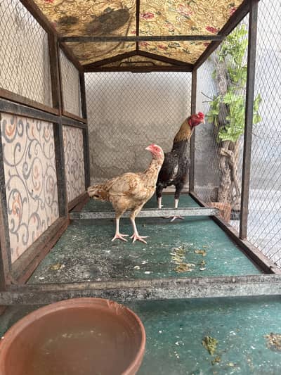 aseel breeder pair
