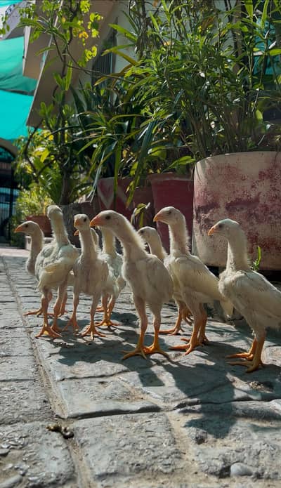 White O Shamo Chicks/Aseel Shamo/ White shamo/ King Shamo/ O Shamo