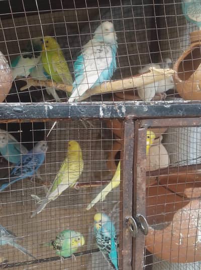 Australian Breeder Pairs for Sale