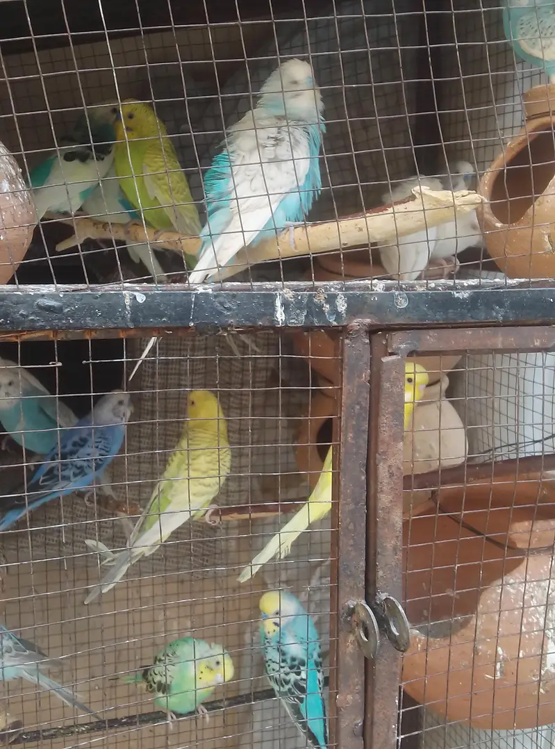 Australian Breeder Pairs for Sale