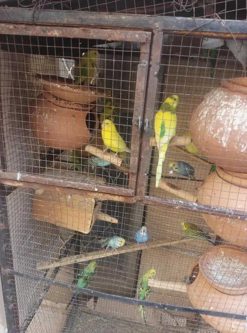 Australian Breeder Pairs for Sale — photo 2