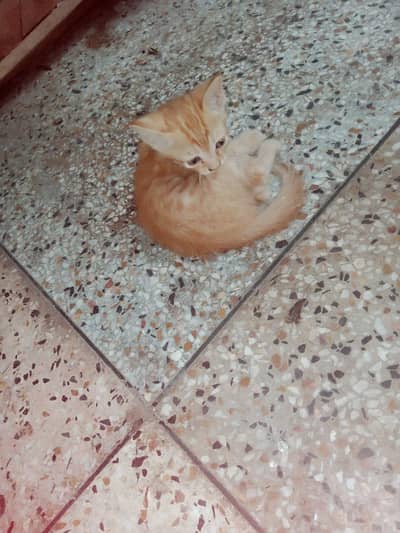 Brown cat