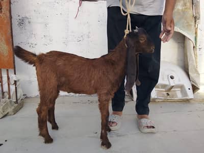 selling a goat and sheep