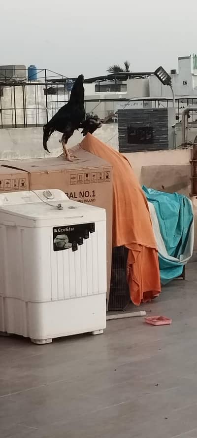 spinner 10 kg