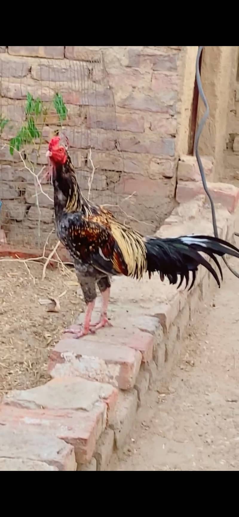 Aseel patha 2