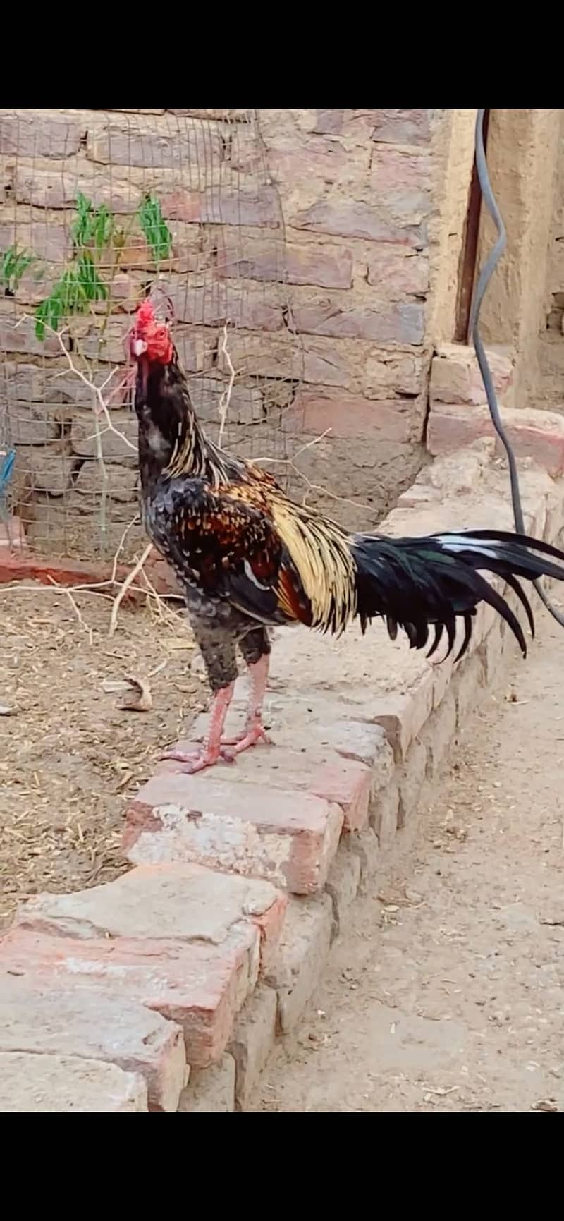 Aseel patha 5