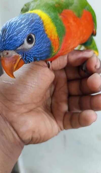 self handtame lorrikeet