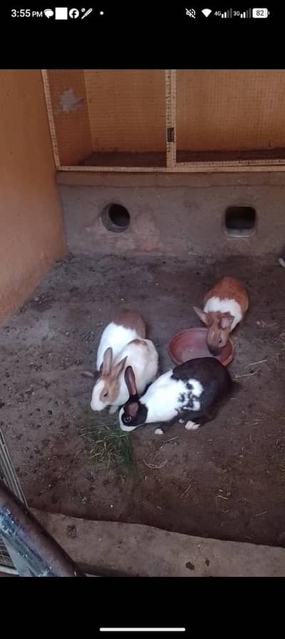 rabbits