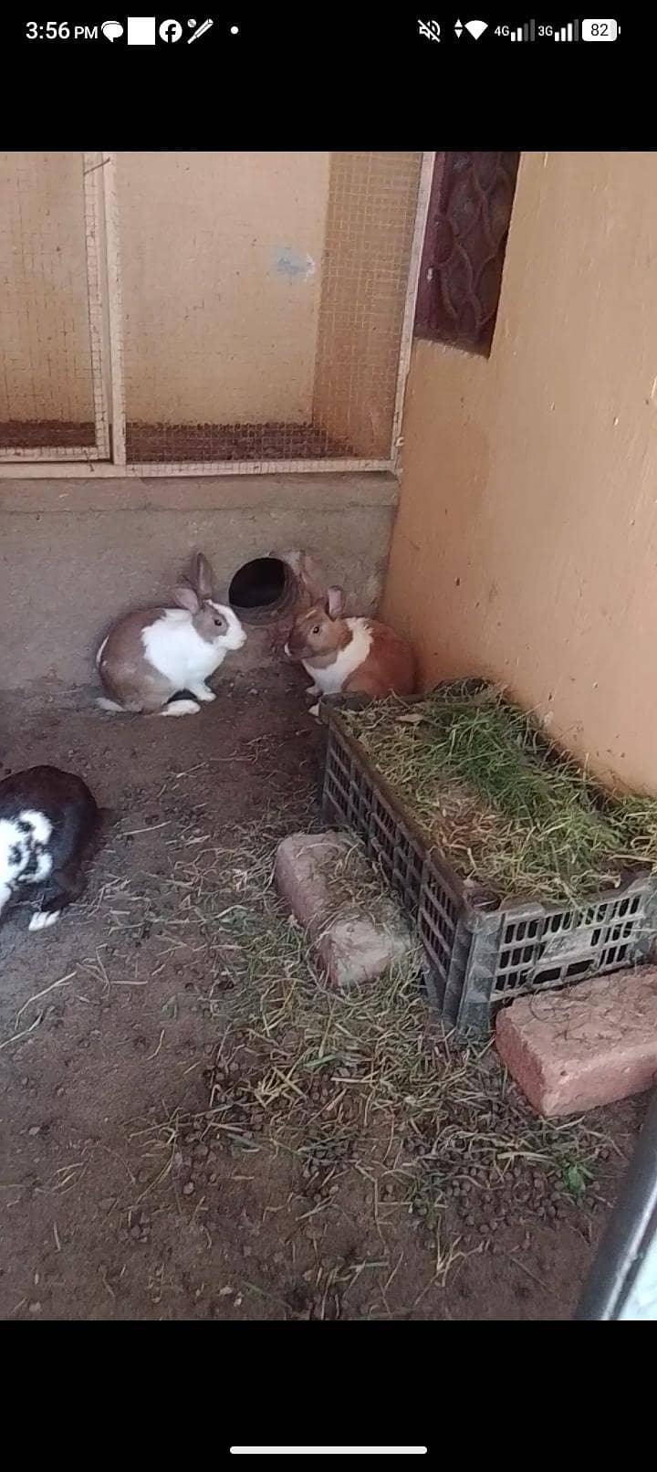 rabbits 1