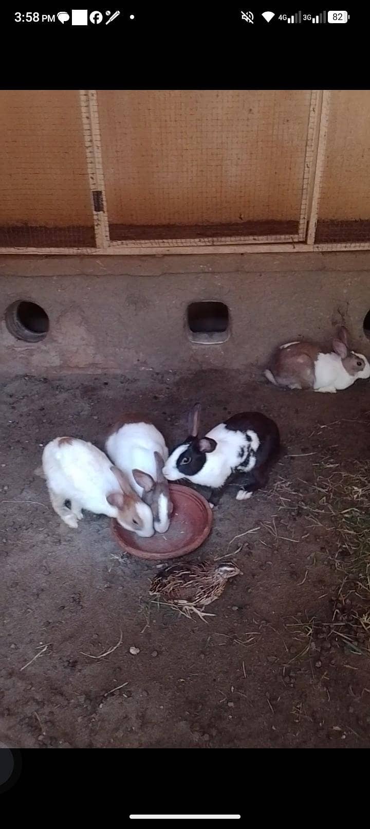 rabbits 2
