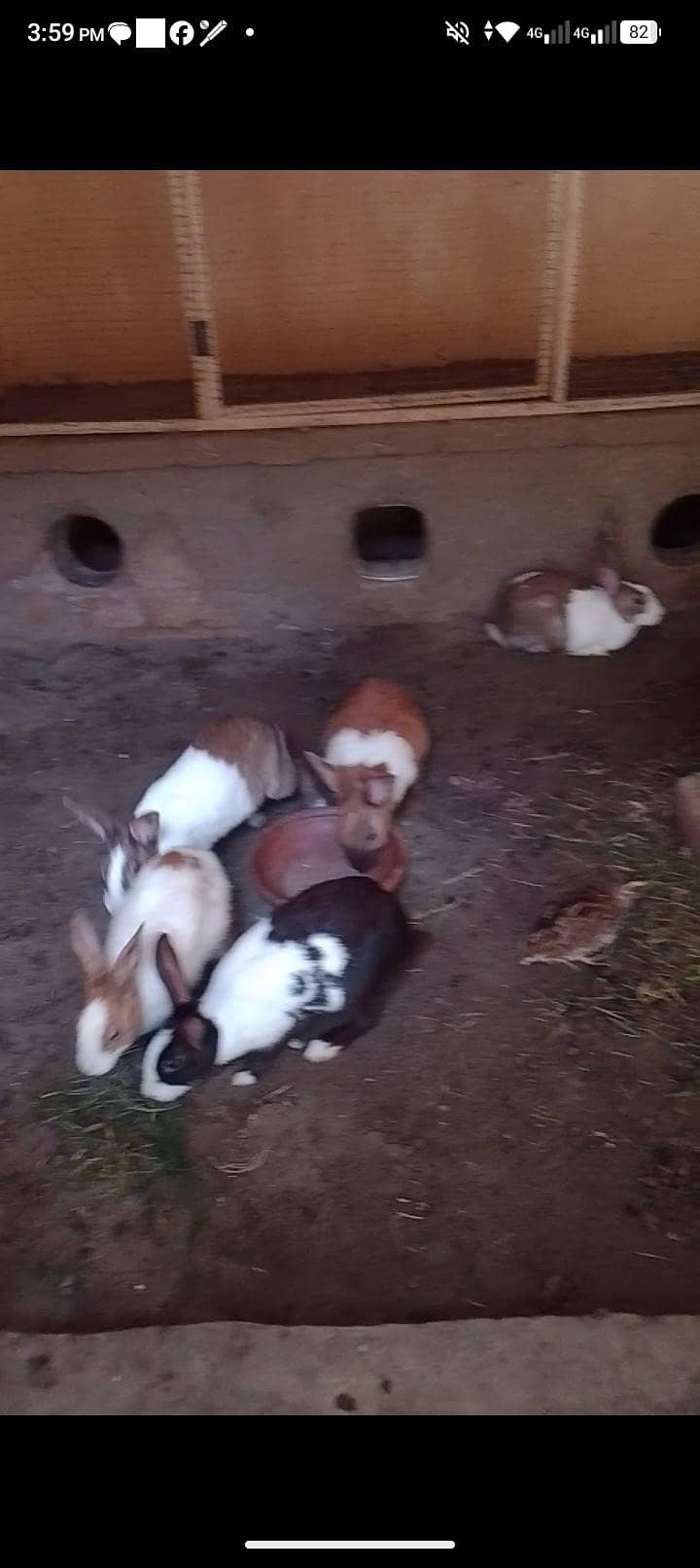 rabbits 3
