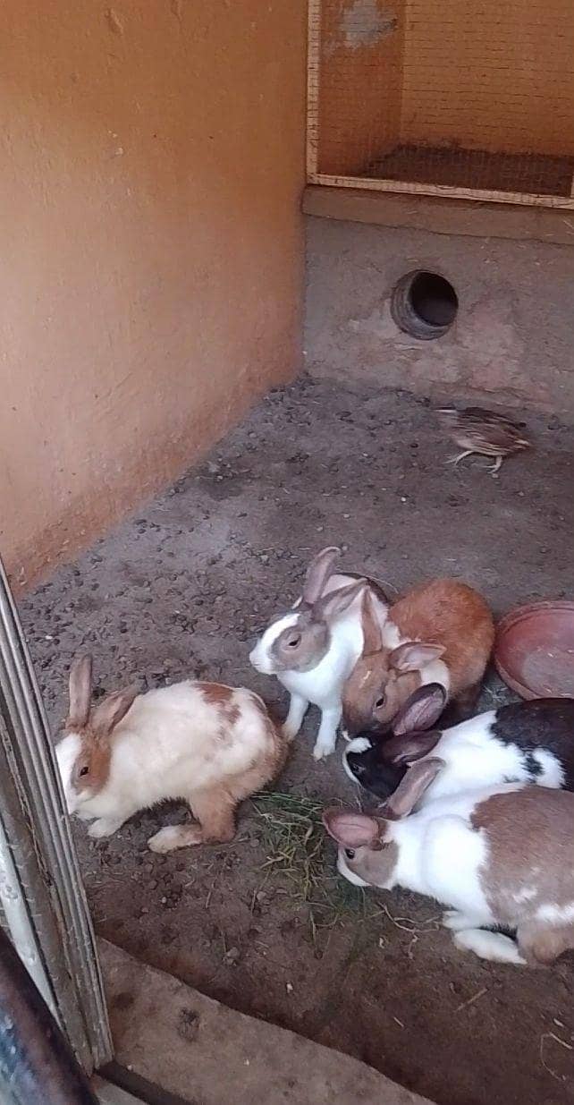 rabbits 4