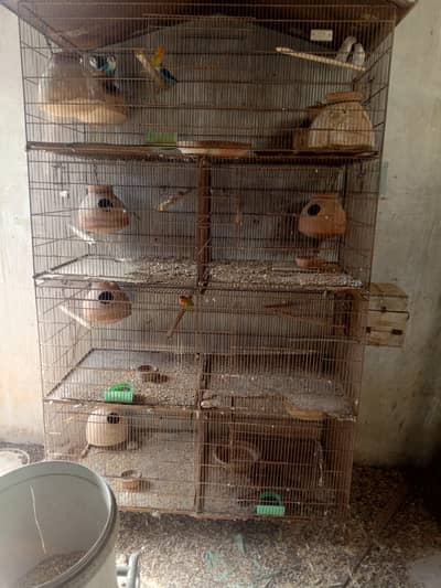 Blue pasnaa,fisher and albino all for sale
