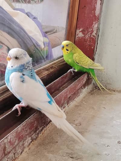 Australian Breeder Pairs for Sale