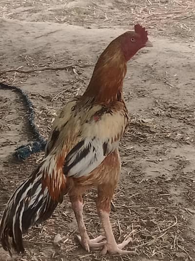 peela aseel murgha for sale